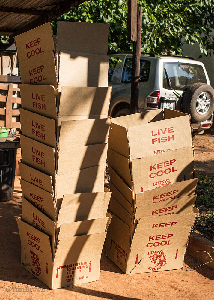 Live Fish get freighted nationwide