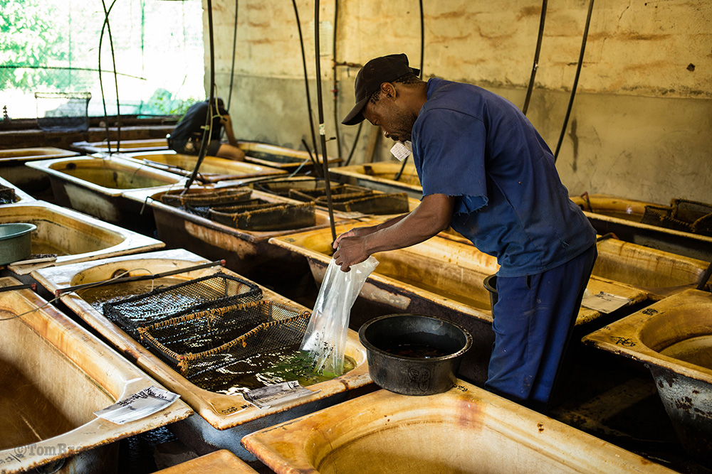 Justice sorting fish for freighting