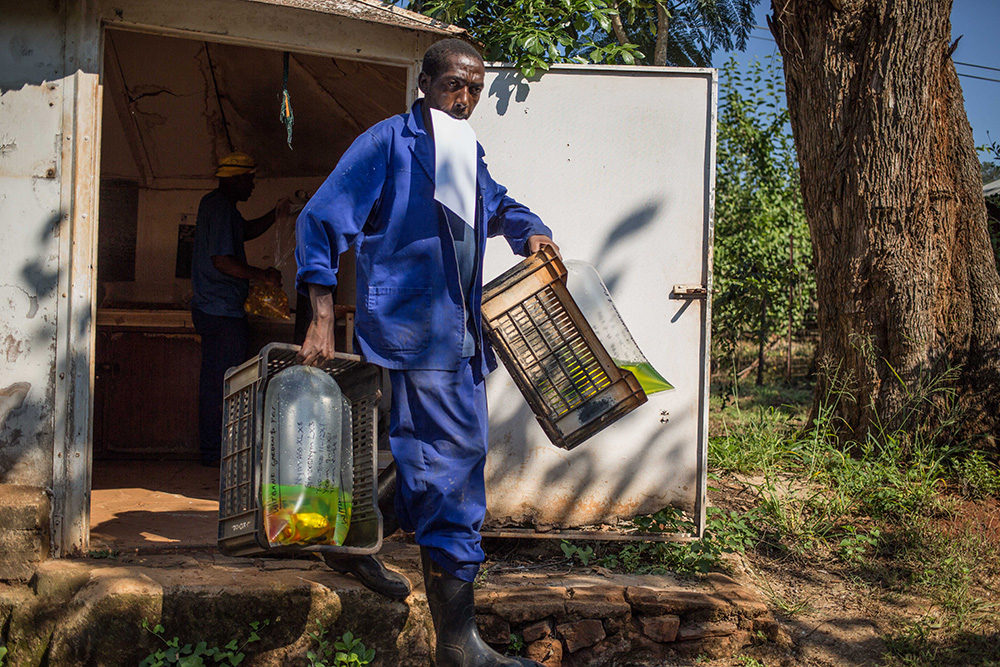 Hendrick sorting fish for freighting