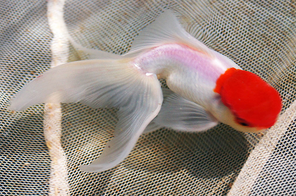 Redcap Fantail goldfish