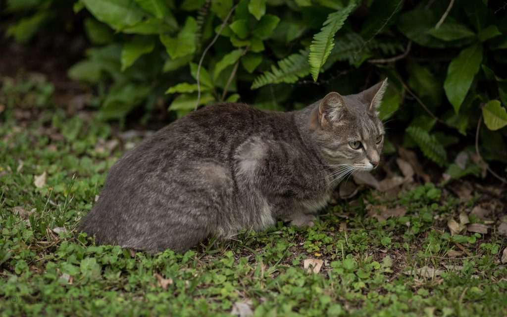 Mia the mountain cat